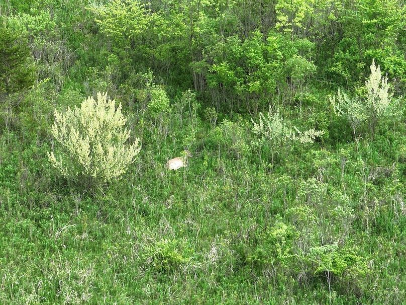 DJI_20250520064748_0020_V