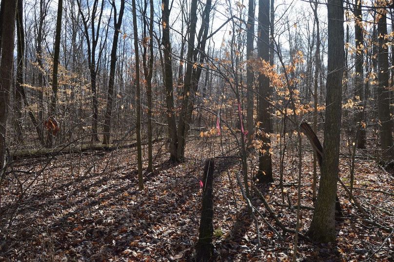 ribbon along south property line