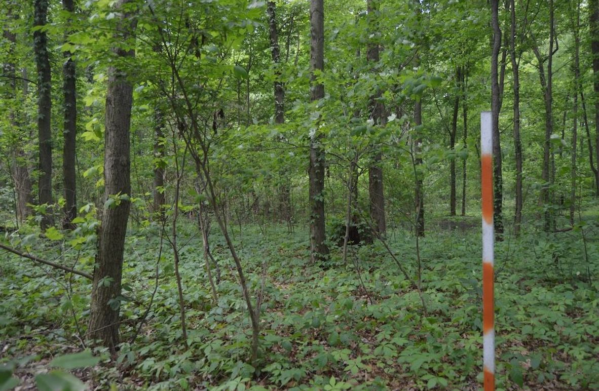 East border in woods