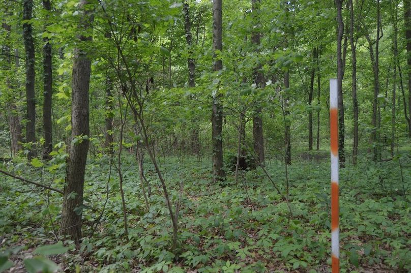 East border in woods
