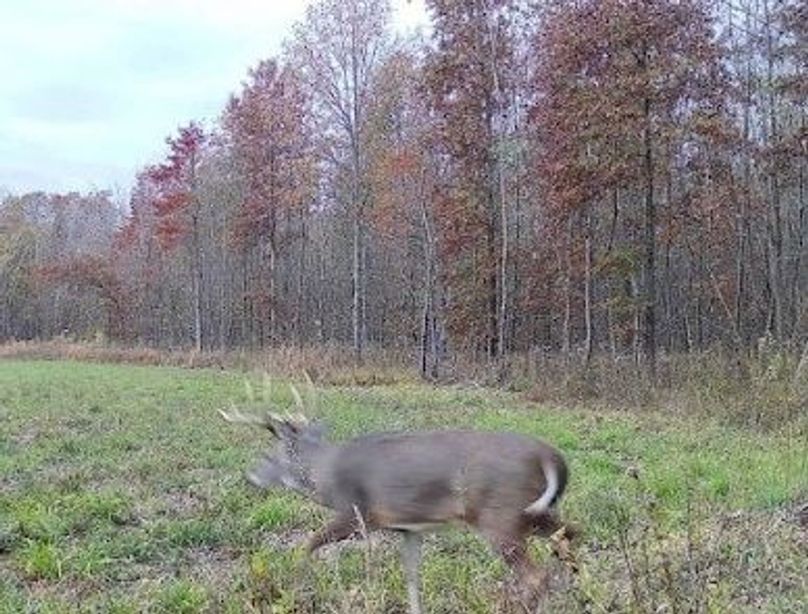 Copy of 934 Deer 6 Large