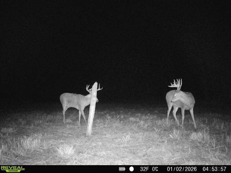 860322062100349-100-4-01022026045356-V-W1005744