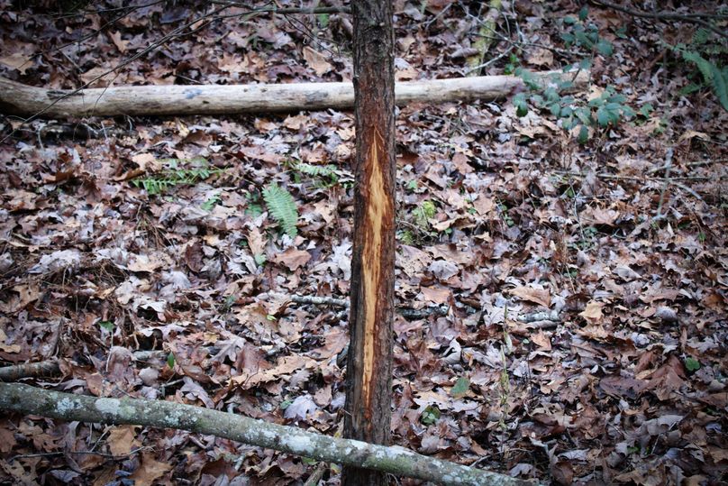 017 loads of deer sign throughout the tract