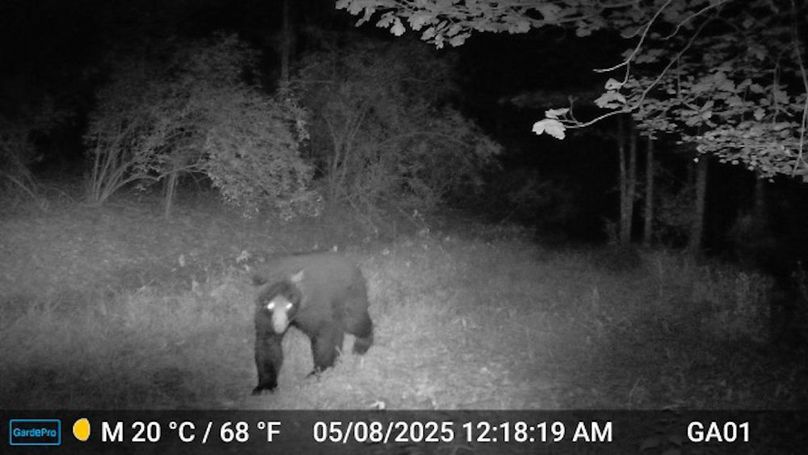 Calhoun, WV 132.84 AC Szegi Trail Cam-12