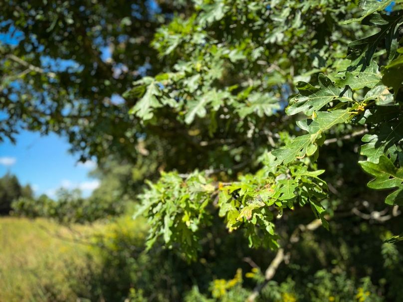 Tioga NY 232.62 Shores Photos 32