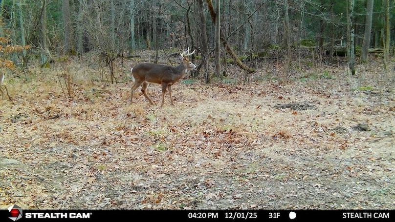 Buck 12