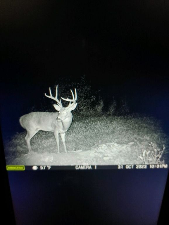 trail cam 10