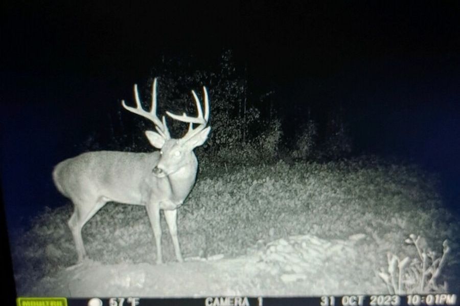trail cam 10