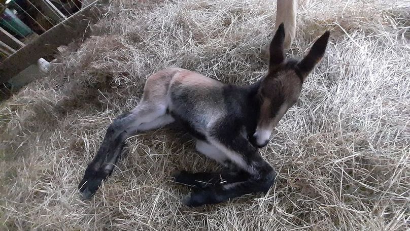 019 this is a cozy spot to lay down-2