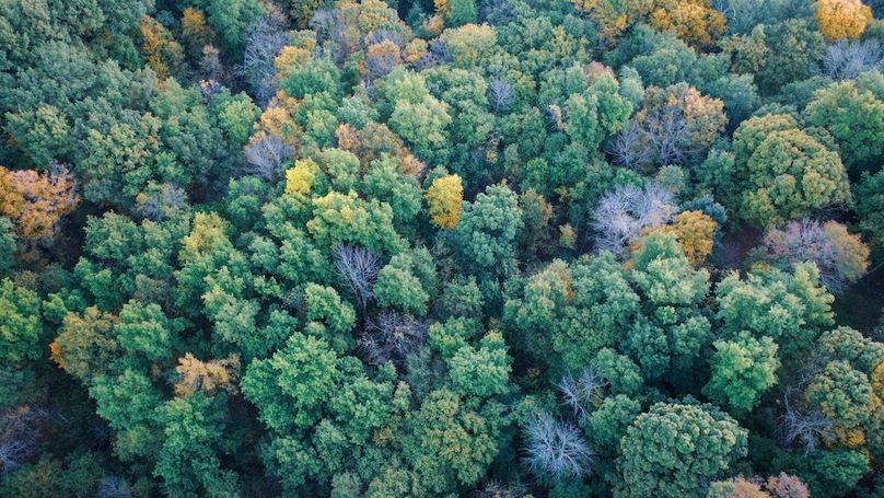 Stine 50 Drone Still-01