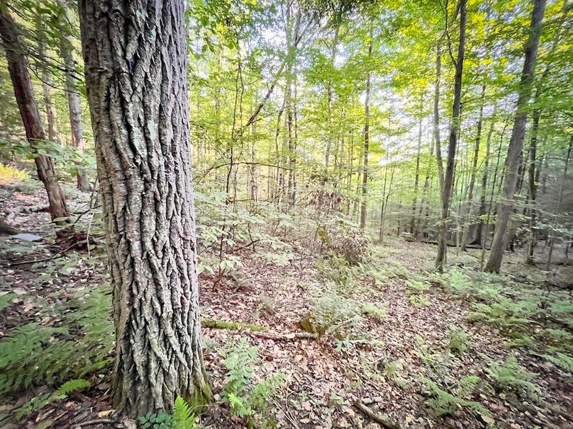 Tioga_82.5_Williams_Photos_37