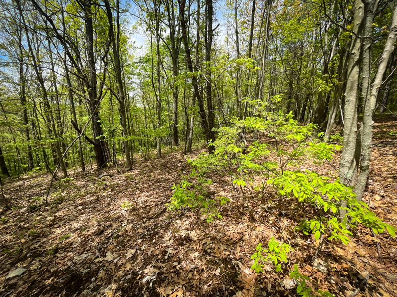 Chemung_44.5_ Briggs _Photos_38