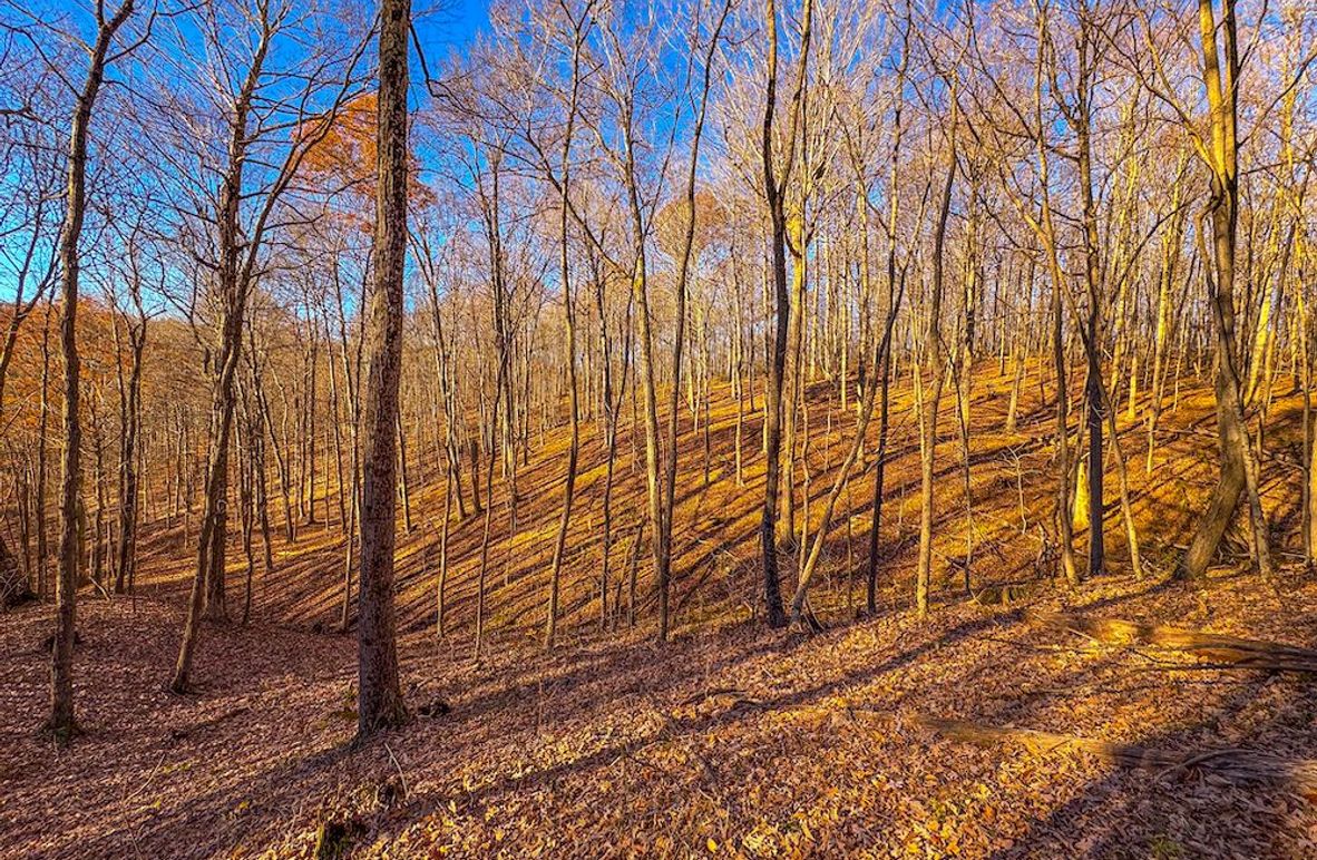 Pleasants_Wood 169.97 AC Cokeley-05