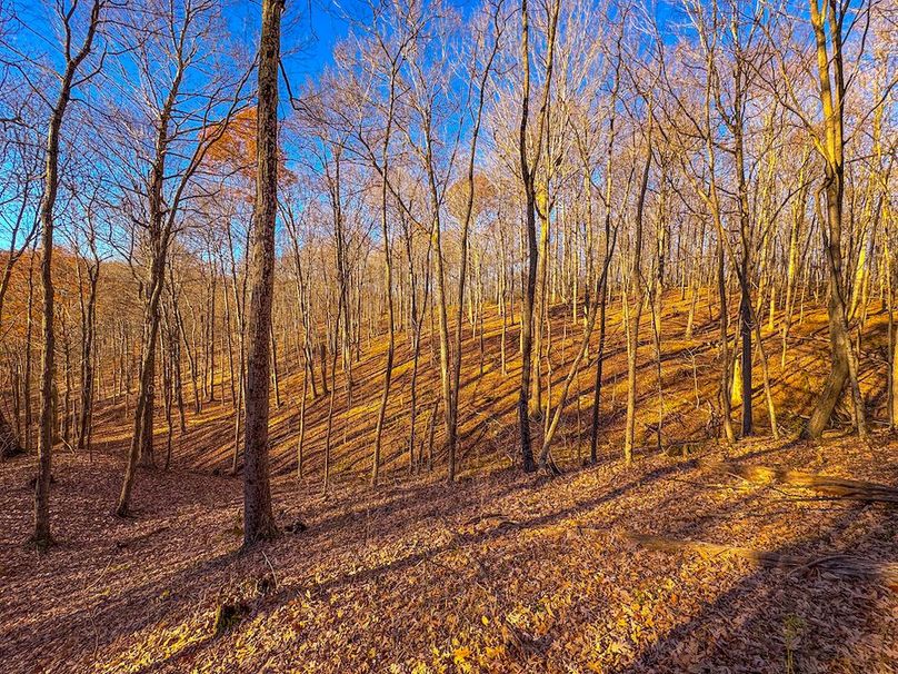 Pleasants_Wood 169.97 AC Cokeley-05