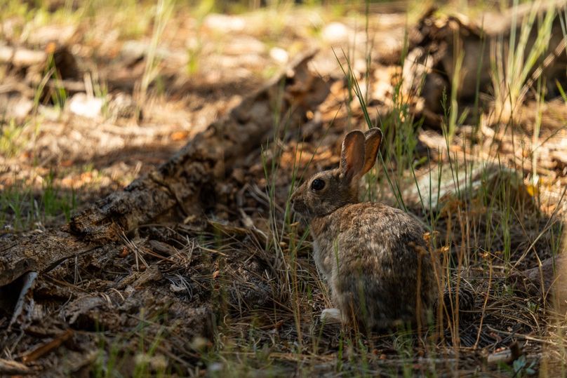 Cibola NM 13,053-7202