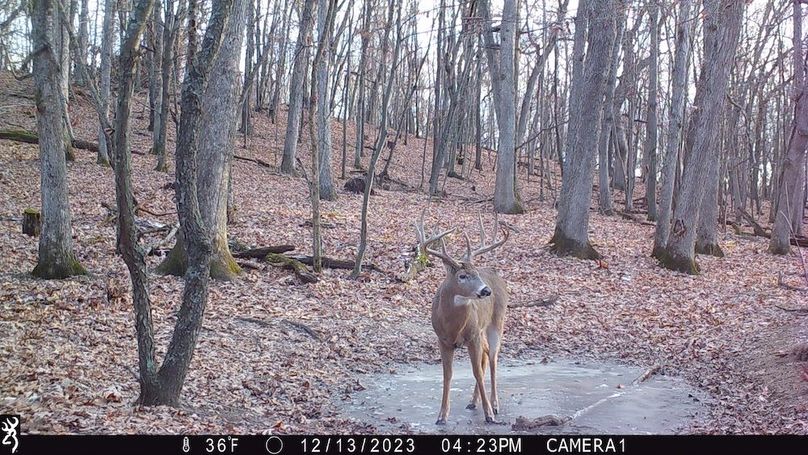 Sauk 174 Trailcam - 26