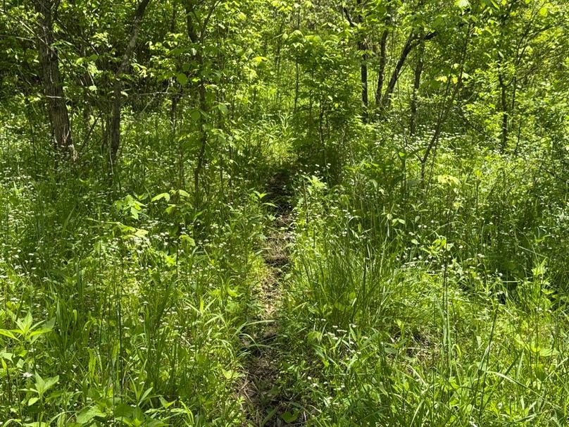 014 one of the many, many deer trails leading about
