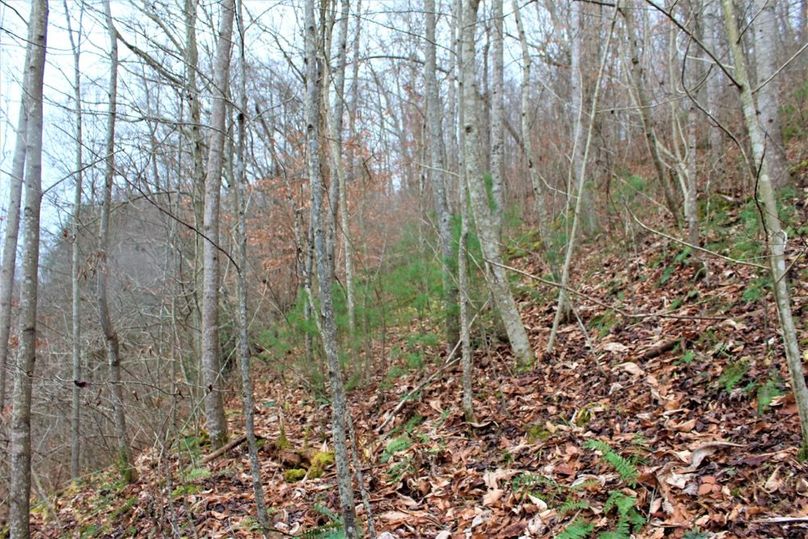 015 nice mix of soft and hardwoods in a variety of sizes near the ridgetop