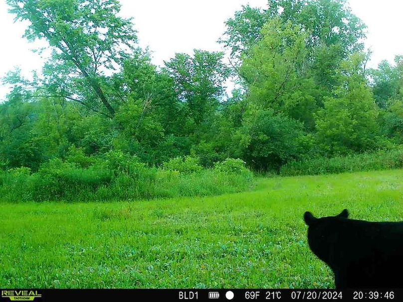 trailcam.Jackson35 - 10