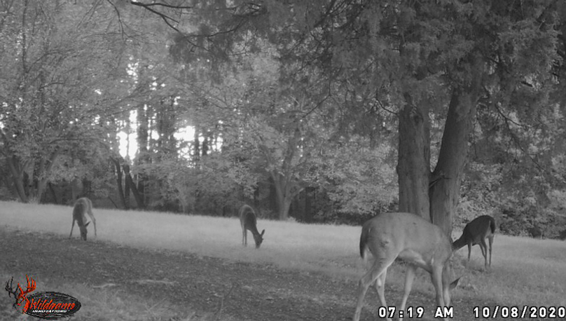 four does front yard 