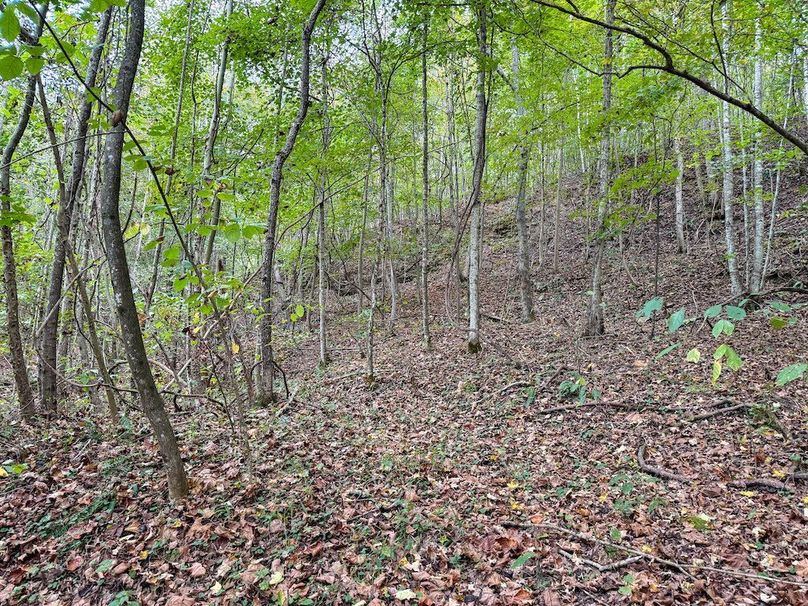 Greenup 77.28 Holsinger-43