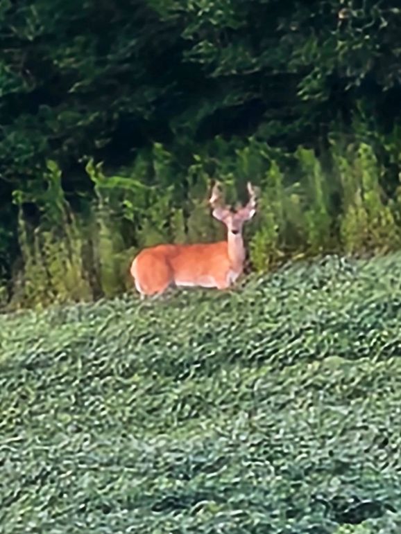 trailcam.Jackson35 - 9