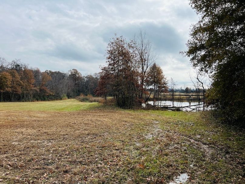 small plot beaver pond