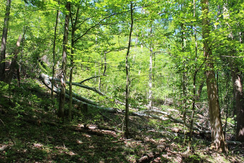 009 gentle northwest facing slope just up from the river