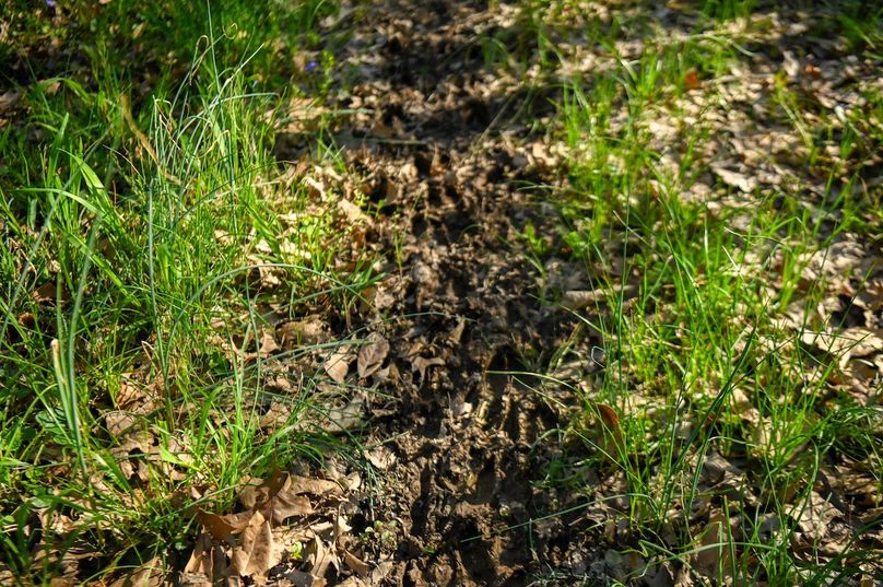 vandalia 450 (2)-2482