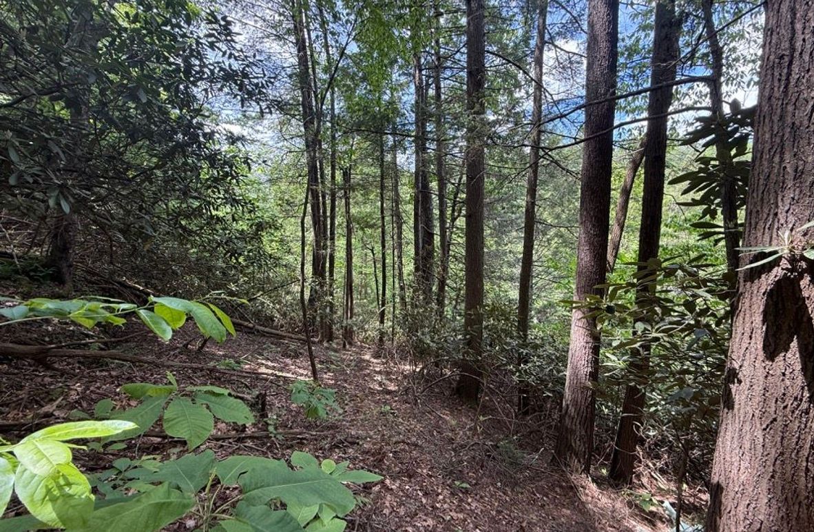 005 the forest area here along a northeast facing point