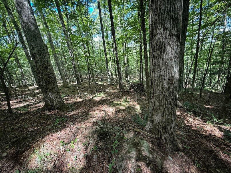 Tioga NY 64 Shores 25