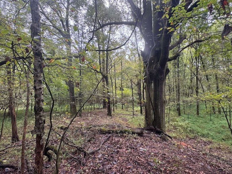 Big Timber around old plot