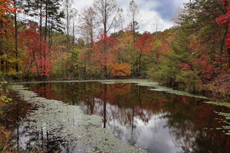 023 nice pond in the timber