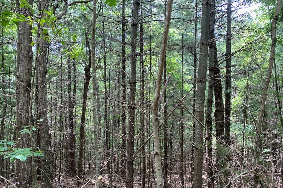 012 nice mix of maple and white pine in the northeastern portion of the property copy