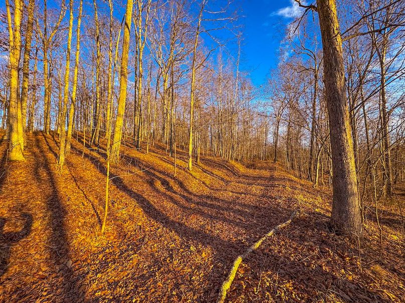 Roane, WV 100.12 AC Tree Line-44