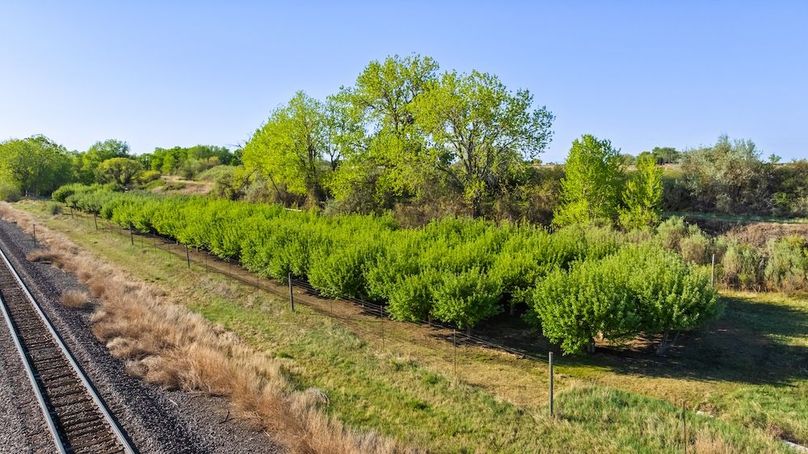 082 - Orchard 3