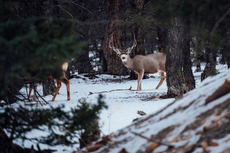 Park Co 3.0 Land Buff LLC - 06 Mule Deer in Neighborhood