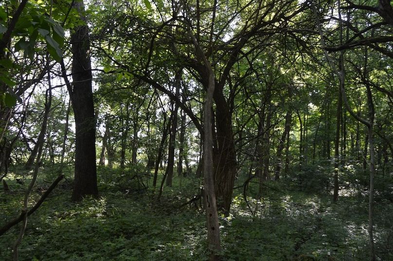 Woods along north edge