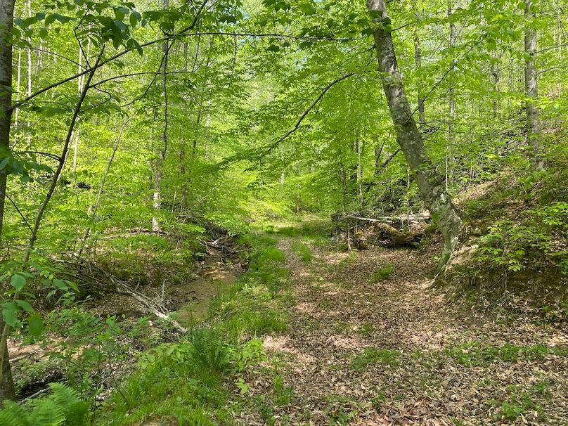 007 the ATV trail leading up the head of the valley near the north part of the property copy