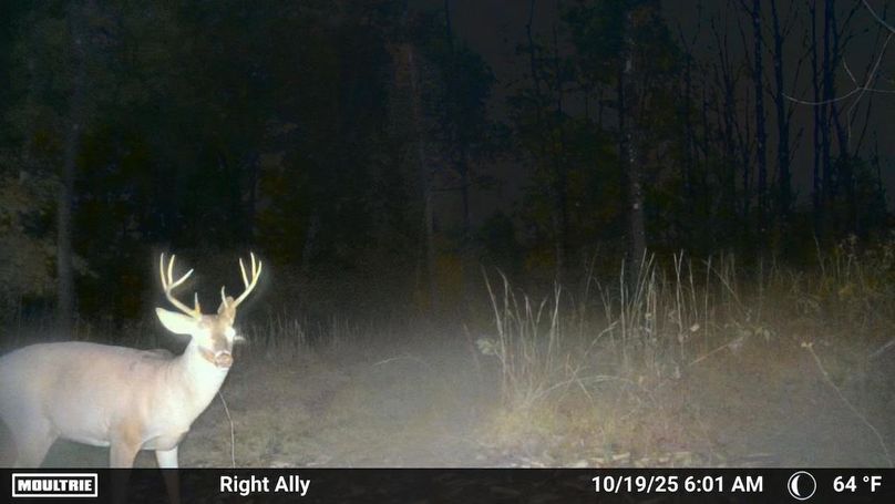 Grayson 48.195 Johnson22