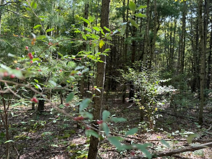 Chemung_20.82_Meyers Photo 16