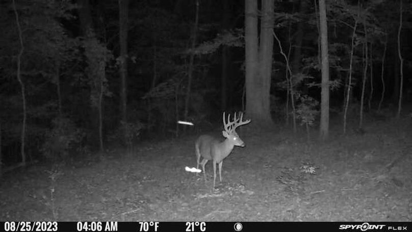 trail cam 2