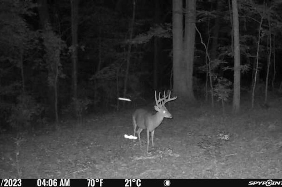 trail cam 2