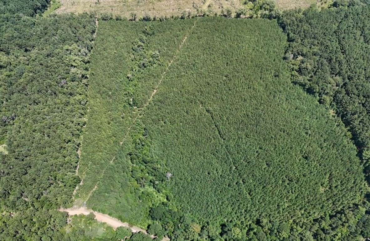 DJI_20250727033451_0539_D