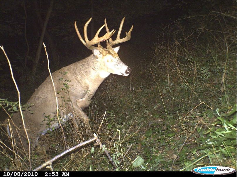 Deer Cam Tracker Pic. 136