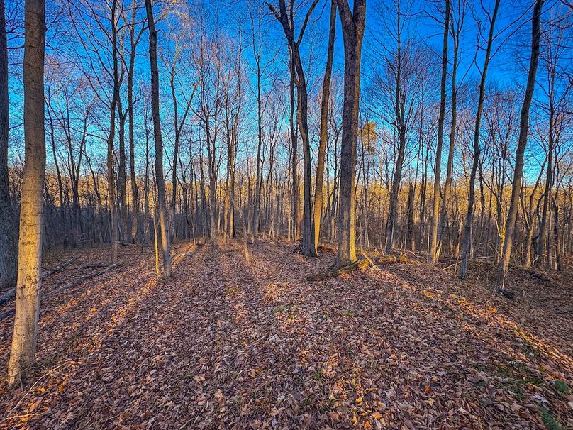 Pleasants_Wood 169.97 AC Cokeley-42