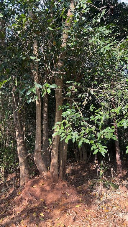 DA9076CE-615C-484D-A1BA-BF0FF2CE77D3