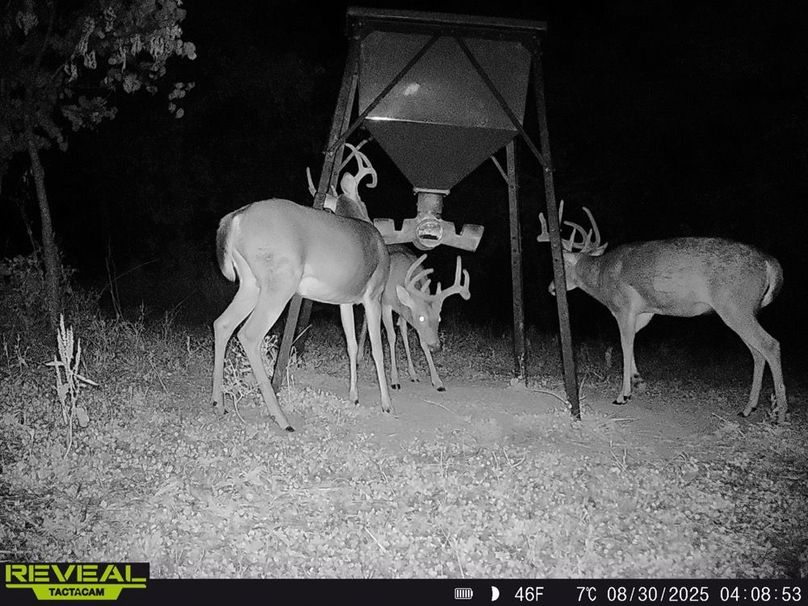 deer pic 3-3