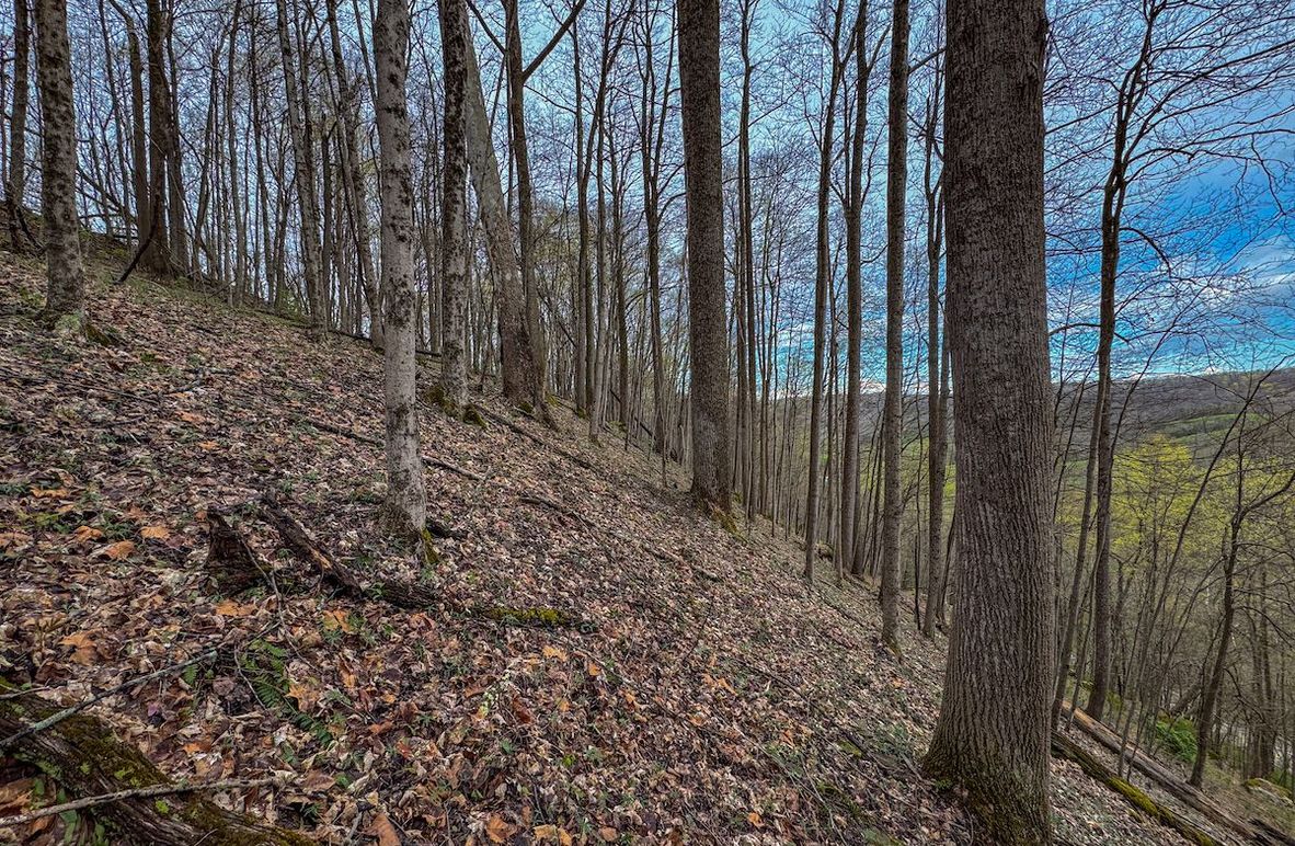 Wirt, WV 39.564 AC Full-02