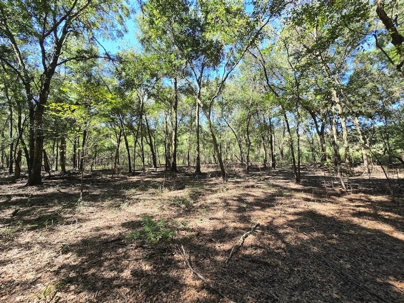 7.8ac, Citrus, Andrew Goering24